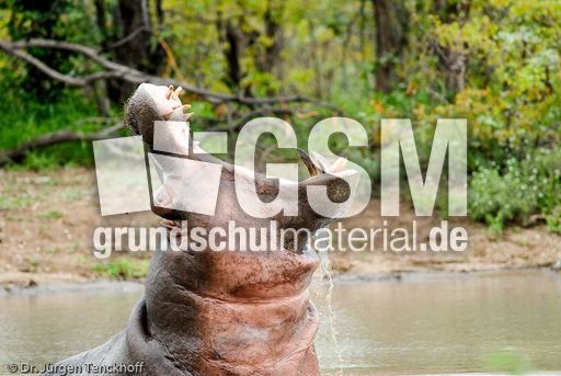 Flusspferd (84 von 104).jpg